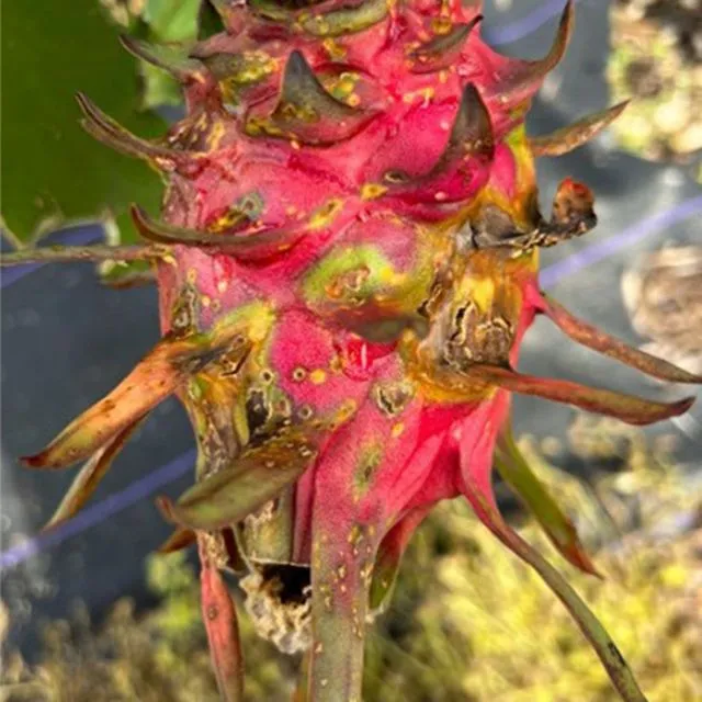 thumbnail for publication: Off-Season Pruning Effectively Reduces Dragon Fruit Canker